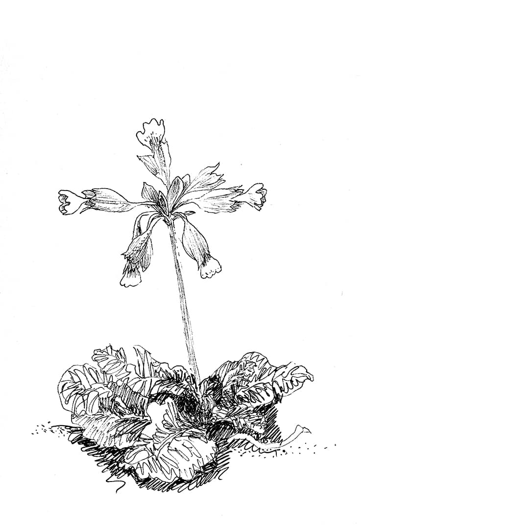 Le bruit des feuilles dessin chemins fleur coucou carnets artisanaux illustrés